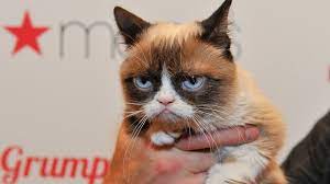 How animals like grumpy cat use copyright & trademark to protect their brand